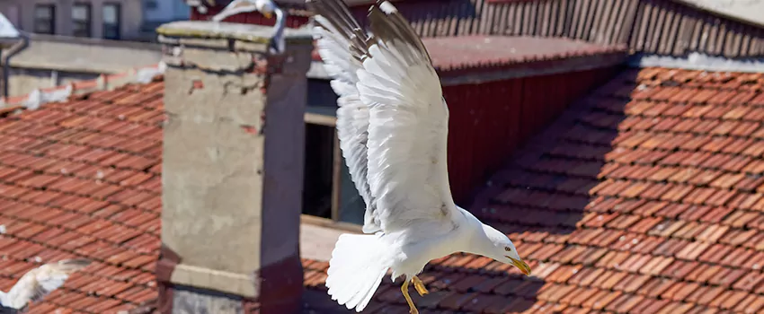 Residential Chimney Animal Removal Solution in Lincolnia, VA