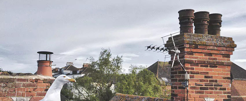 Chimney Cleaning And Restoration in Lincolnia, Virginia